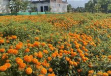 कृत्रिम फूलका मालाले ‘मखमली र सयपत्री’ ओझेलमा