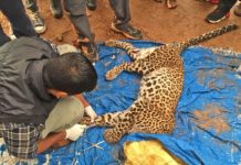 त्रिवि परिसर चितुवा