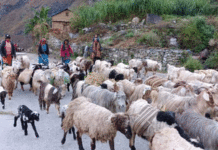 चिसो बढेपछि भेडागोठाला बेँसी झर्न थाले