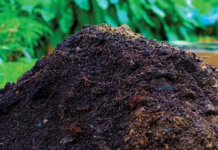 विकल्प बन्दै जैविक मल ‘कमल झोल’