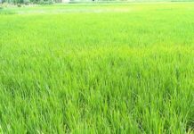 धानको उत्पादन वृद्धि भएपछि घट्यो चामल आयात