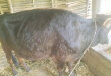 चितवनका गाईभैँसीमा पनि लम्पी स्किन रोग