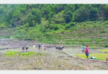 गलकोटमा रोपाइँ सुरु