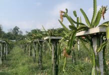 उच्च तापक्रमका कारण करोडौँको ड्रायगन कुहियो