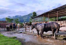 मुर्रा राँगो : भैँसीको नश्ल सुधारका लागि विशेष योगदान
