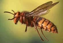 अरिङ्गालले टोकेर युवकको मृत्यु