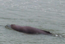 आहा डल्फिन उफ्रँदै गरेको हेर्न क्या मज्जा