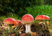 लुम्बिनीमा १३ महिनामा जंगली च्याउ खाँदा ८ जनाको मृत्यु, १६१ जना बिरामी