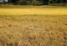 कृषकको धानमा समस्यै समस्या