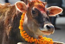आज गाईको पूजाआजा गरी मनाइँदै