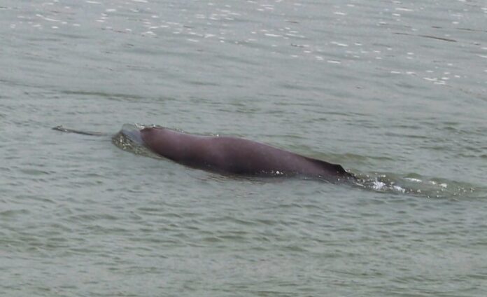 dolphin-at-Tikapur-kailali-1024x624