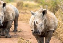 खागमा चिप जडान गर्ने नयाँ अभियान सुरु