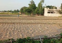 बाढीले सुनसरीमा दुई करोड ५० लाख बराबरको तरकारी बाली क्षति