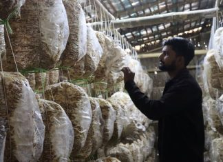 च्याउखेतीबाट मनग्य आम्दानी