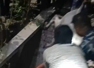 सशस्त्र प्रहरी बल, कृष्णनगरद्बारा ईनारमा खसेको गाई उद्बार