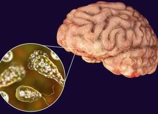 केरलमा फे‘ब्रेन इटिङ अमीबा’को संक्रमणबारे चर्चा शुरु