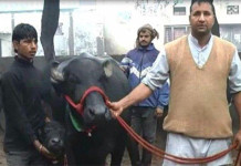 एउटा भौसीको मूल्य पौने दुई करोड