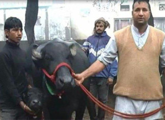 एउटा भौसीको मूल्य पौने दुई करोड