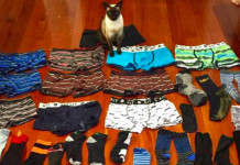 बिरालोको धन्दा चोरी गर्ने