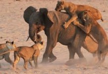 एउटा हात्ती १४ सिंहको घेराबन्दीमा