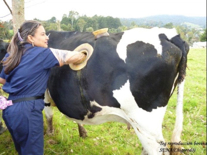 hole-on-cows-body