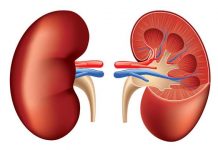 भरतपुर अस्पतालमा मिर्गौला प्रत्यारोपणको तयारी
