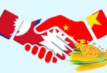 नेपालमा हाइब्रिड मकै उत्पादन गर्न चिनियाँ प्रविधि