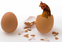 किसानलाई प्रतिअन्डा करिव तीन रुपैयाँ नोक्सान