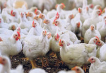 भारतीय ब्रोइलर कुखुरा बरामद