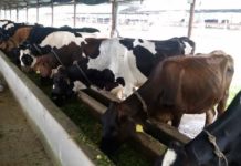 गाईपालनबाट पचास हजार आम्दानी