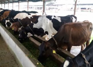 गाईपालनबाट पचास हजार आम्दानी