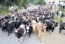 भोलिबाट खसी–बोका र च्याङग्रा बिक्री गर्दै खाद्य संस्थान