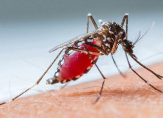 Open border increases risk of malaria outbreak