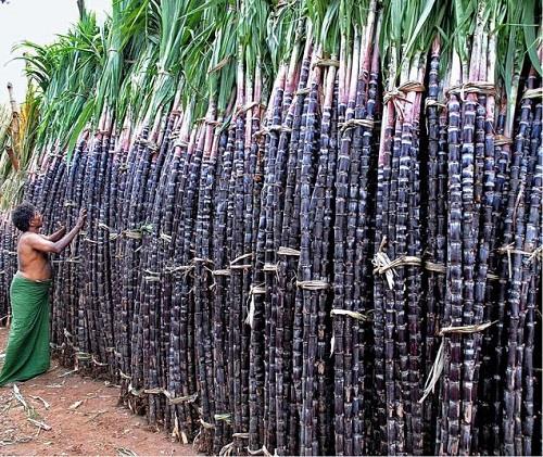 sugarcane
