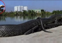 हेर्दै सातो जाने संसारमा भेटिएका यस्ता ७ ठुला सर्प (भिडियो सहित )