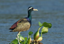 कोसी टप्पुमा पानी चराको गणना शुरु