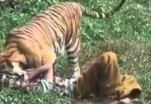 बाघको आक्रमणबाट एकको मृत्यु
