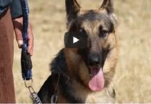 उत्कृष्ट प्रहरी कुकुरको अवार्ड (भिडियोसहित)