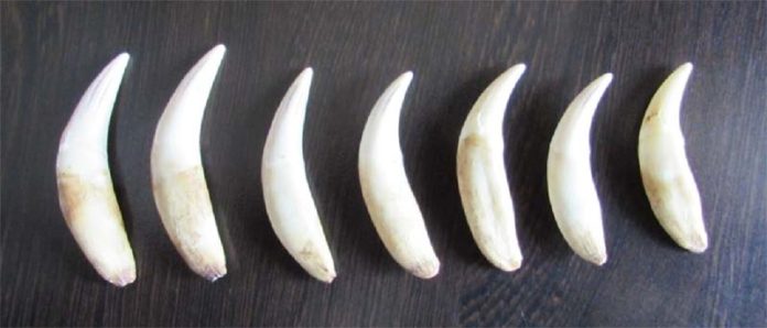 daara