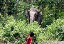 लकडाउनका कारण हात्तीको तनावबाट बच्न गाँजाको तेल