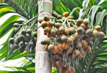 सुपारी जोन कार्यक्रम सञ्चालन