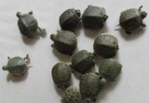 जिवित कछुवा खरिद/बिक्रि गर्ने पक्राउ