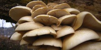 जङ्गली च्याउ खाँदा एकै परिवारका तीन जनाको मृत्यु