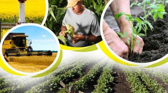 AGRICULTURE-800x443