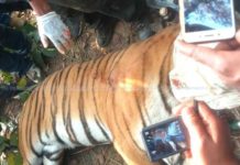 पाटेबाघ गम्भीर घाइते