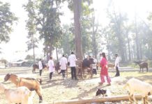 नि: शुल्क पशु स्वास्थ्य शिविर हुने