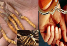 यार्सा गुम्बा सहित नियन्त्रणमा