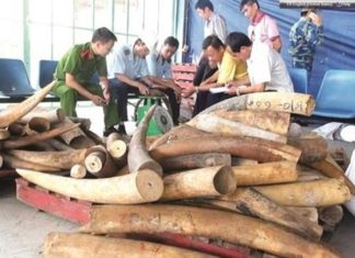 कङ्गोबाट आएको ९ टन हात्तीका दाँत भियतनाममा बरामद