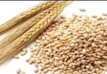 जौ र यसका फाइदाहरु :