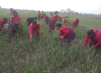 मघैका महिलाहरुद्धारा १५ बिगाह क्षेत्रफलमा लसुन र प्याज खेती